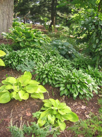 Hosta and Daylily