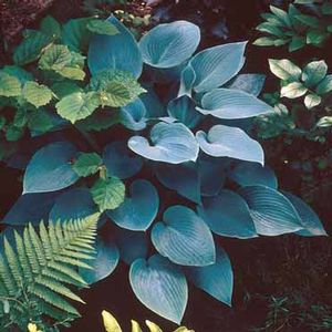 Bressingham Blue Hosta