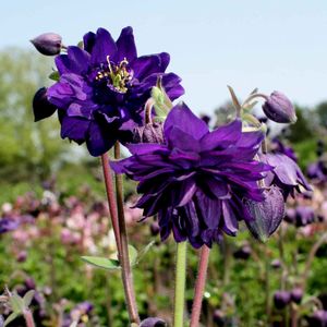 Blue Barlow Columbine