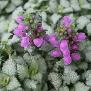 Lamium Maculatum Red Nancy 