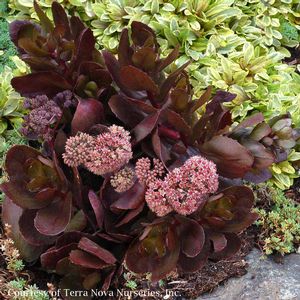 Dark Maroon Roses