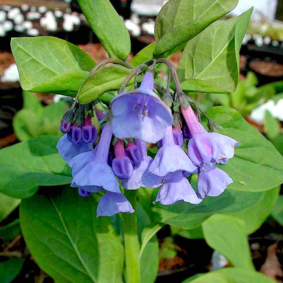 Mertensia virginica (Virginia bluebells) Boraginaceae