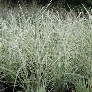 Miscanthus sinensis Dixieland | Sandy's Plants