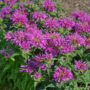 Monarda didyma Grand Parade | Sandy's Plants