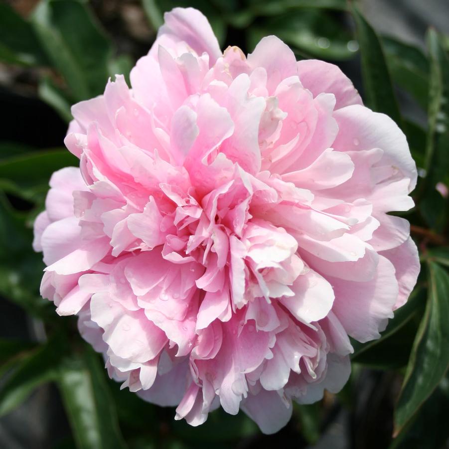Paeonia lactiflora 'Pink Parfait' (Peony)