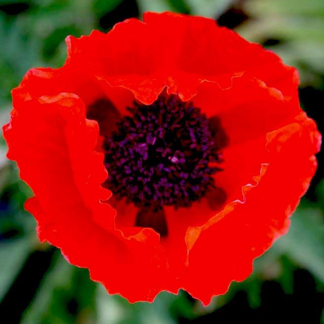 Papaver orientale Brilliant