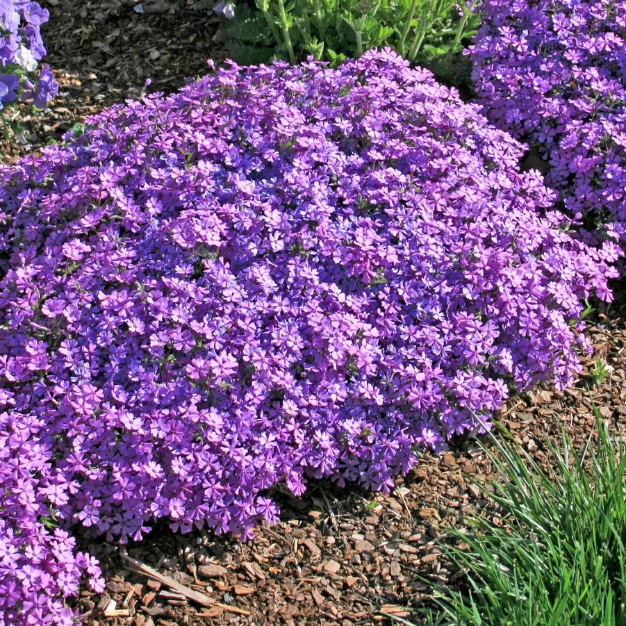 Phlox subulata 'Purple Beauty' Creeping Phlox from Sandy's Plants