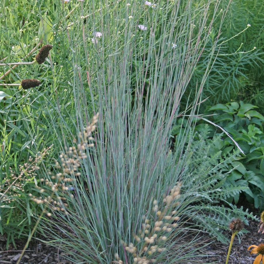 Schizachyrium scoparium The Blues | Sandy's Plants