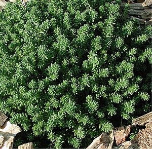 Sedum sexangulare Watch Chain | Sandy's Plants