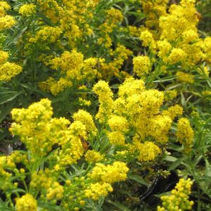 Solidago cutleri Goldrush | Sandy's Plants