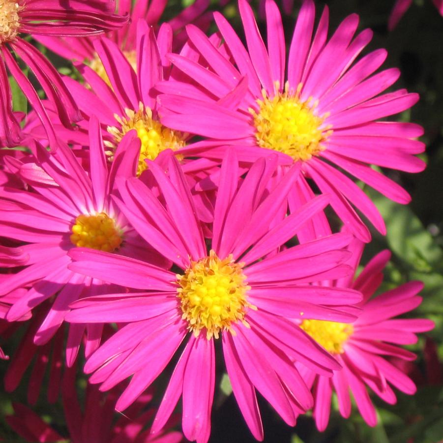 Aster (Symphyotrichum) novi-belgii Winston Churchill | Sandy's Plants