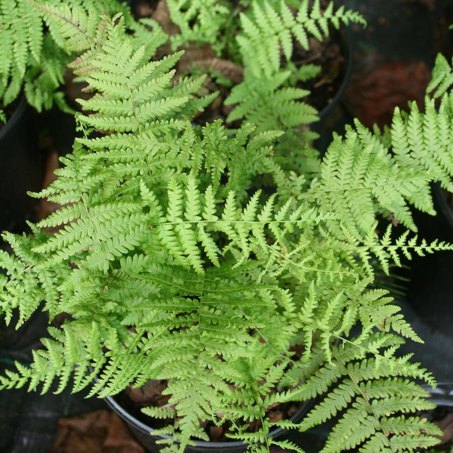 Thelypteris noveboracensis | Sandy's Plants