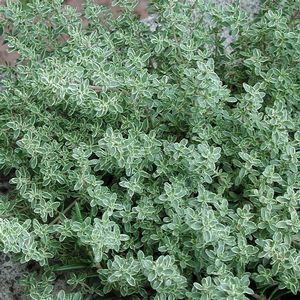 Thymus Hi Ho Silver | Sandy's Plants