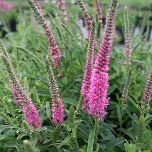 Veronica spicata Red Fox | Sandy's Plants