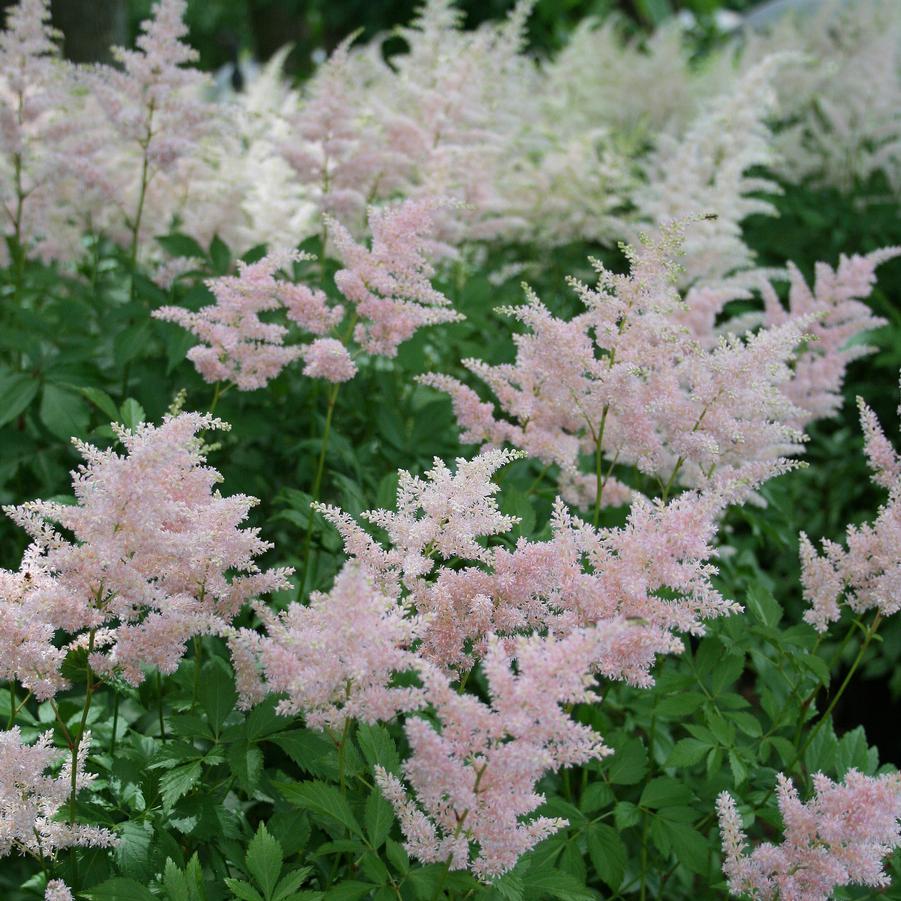Astilbe Roots - Peach Blossom