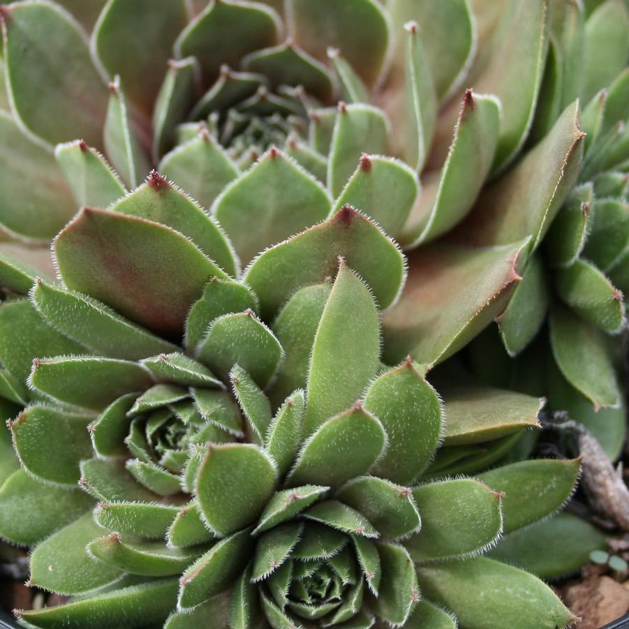 Sempervivum 'Emerald Empress' Hens & Chicks from Sandy's Plants