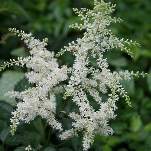 Astilbe arendsii Avalanche | Sandy's Plants