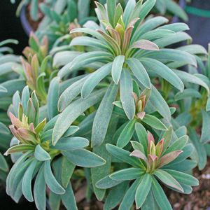 Euphorbia characias ssp wulfenii Shorty | Sandy's Plants