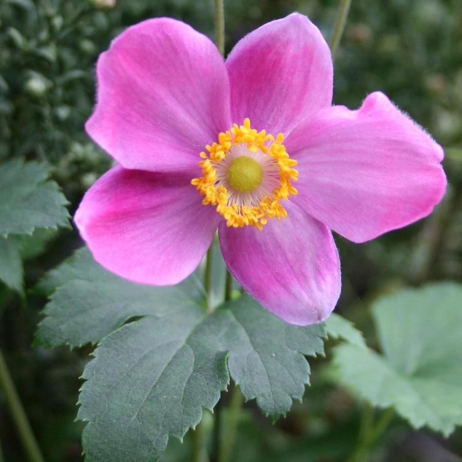 Anemone hupehensis 'Pretty Lady Diana' Japanese Anemone from Sandy's Plants