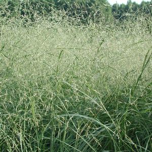 Eragrostis elliotii Wind Dancer | Sandy's Plants