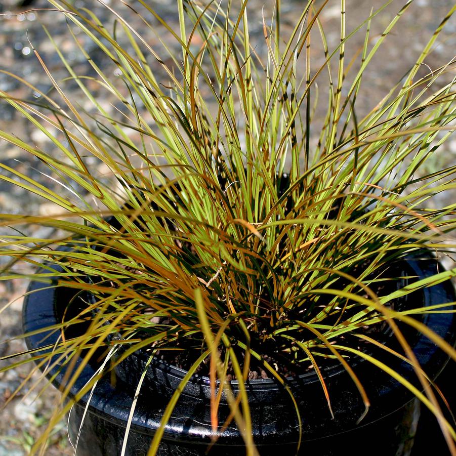 Carex Testacea Prairie Fire Sandy S Plants