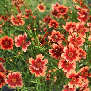 Coreopsis x Desert Coral | Sandy's Plants