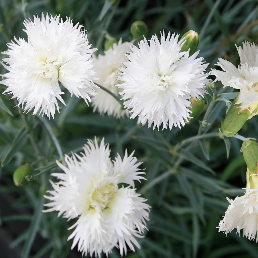 Dianthus Pure White Pinks From Sandys Plants