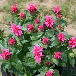 Monarda didyma Cranberry Lace | Sandy's Plants