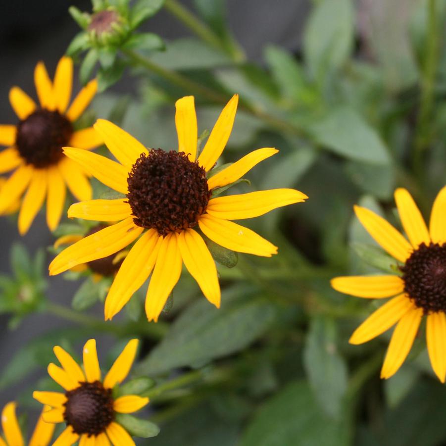 Rudbeckia fulgida var. sullivantii 'Little Gold Star' Black Eyed Susan ...