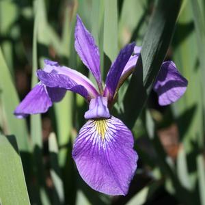 Iris (Blue Flag) versicolor x virginica Dark Aura | Sandy's Plants