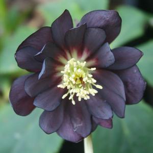 Helleborus orientalis Midnight Ruffles | Sandy’s Plants