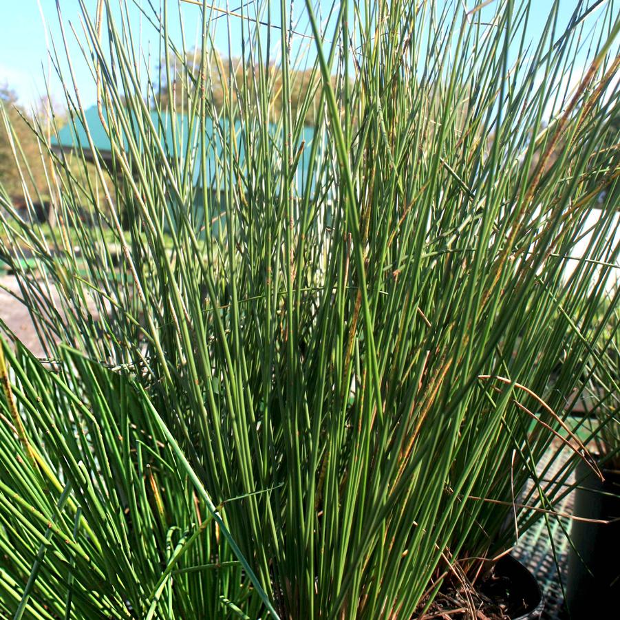 Juncus effusus Common Rush from Sandy's Plants