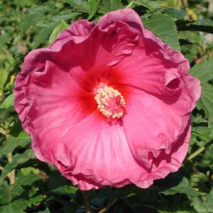 Hibiscus Moscheutos Fantasia 