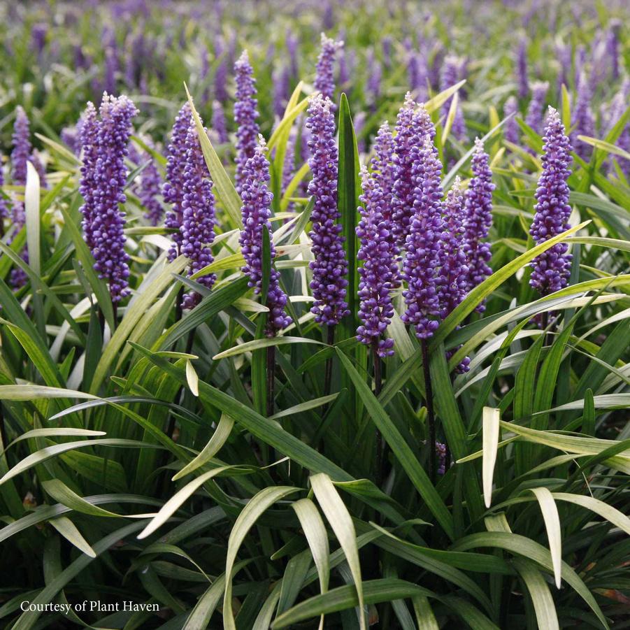 Liriope muscari 'Purple Explosion' Monkey Grass / Lilyturf from Sandy's ...