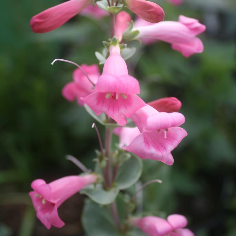 Penstemon grandiflorus 'Prairie Jewel' Beardtongue from Sandy's Plants