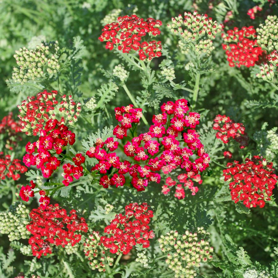 Achillea millefolium 'New Vintage™ Red' Yarrow from Sandy's Plants
