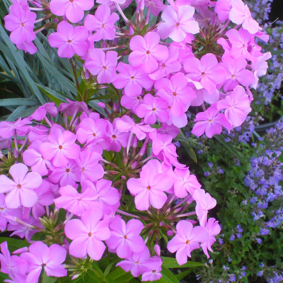 Phlox hybrid 'Rose Bouquet' Early Summer Phlox from Sandy's Plants