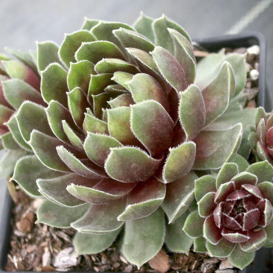 Sempervivum 'Ruby Heart' Hens & Chicks from Sandy's Plants