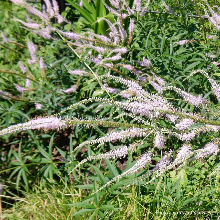 Veronicastrum virginicum Lavender Towers