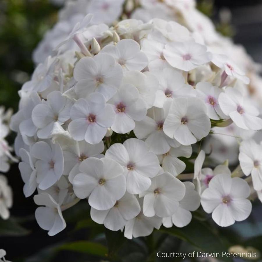 Phlox paniculata Super Ka-Pow White