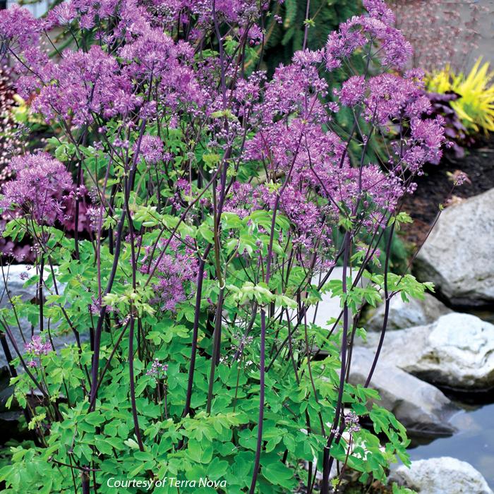 Thalictrum aquilegifolium Black Stockings