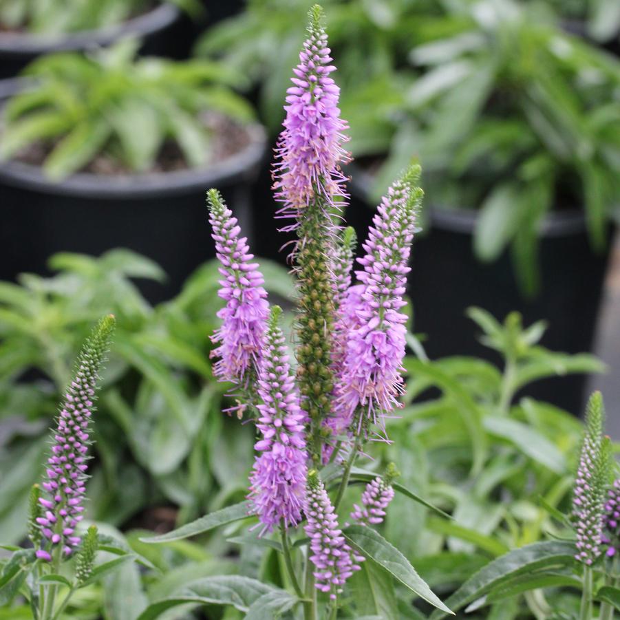 Veronica spicata Lavender Lightsaber