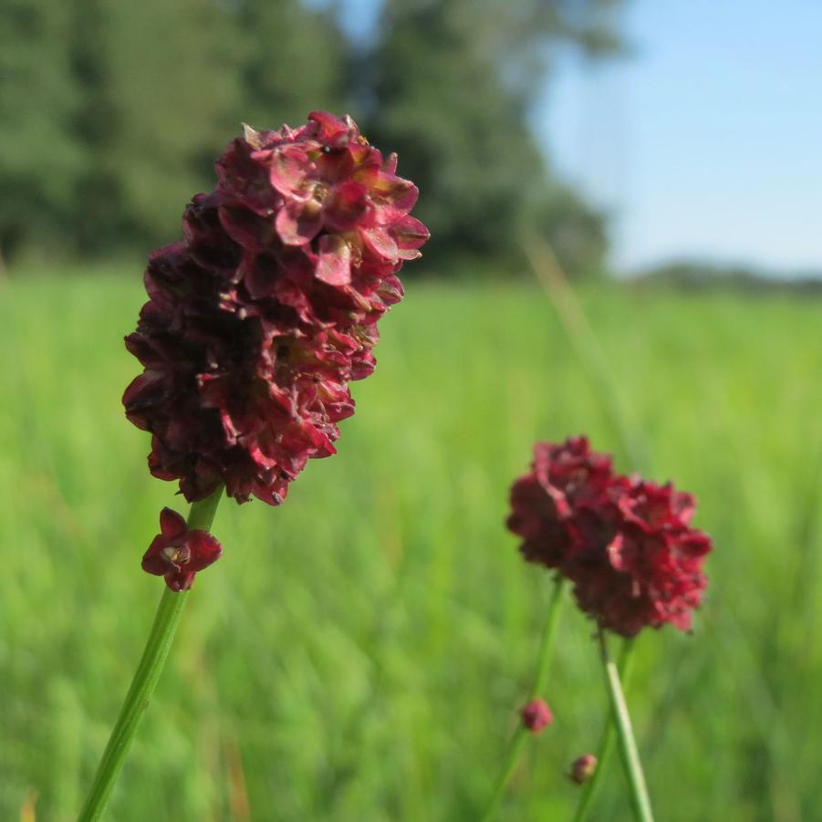 Sanguisorba Officinalis Great Burnet From Sandys Plants