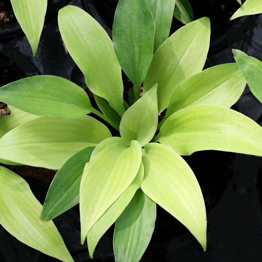 Hosta Lemontini