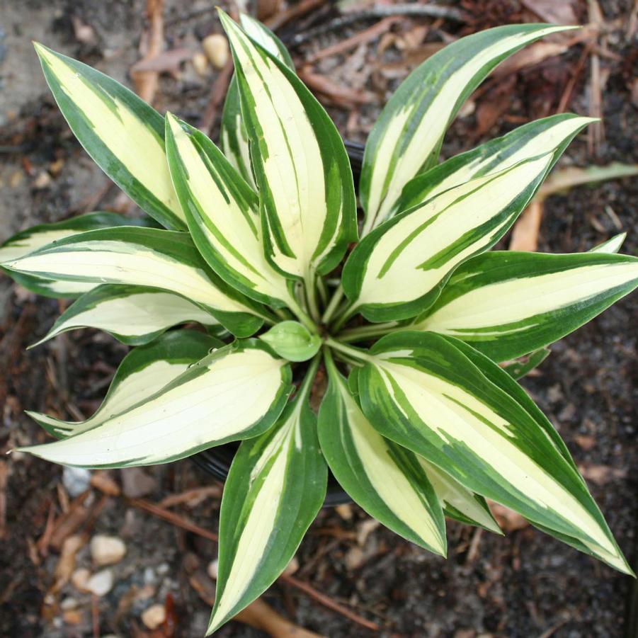 Hosta Moonstruck