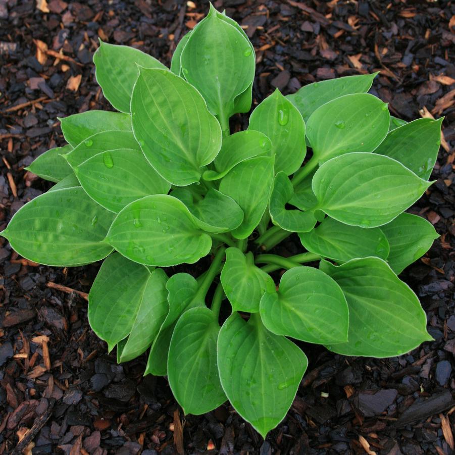 Hosta Teaspoon