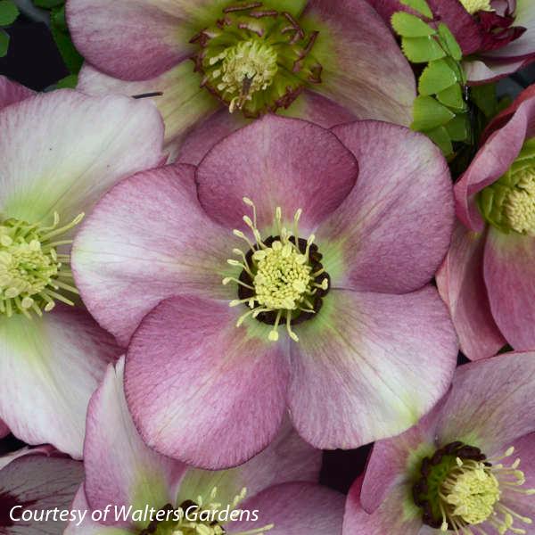 Helleborus Paris in Pink