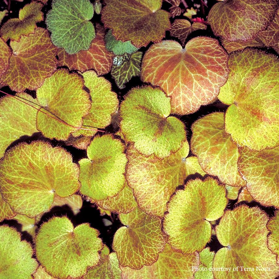 Saxifraga stolonifera Harvest Moon