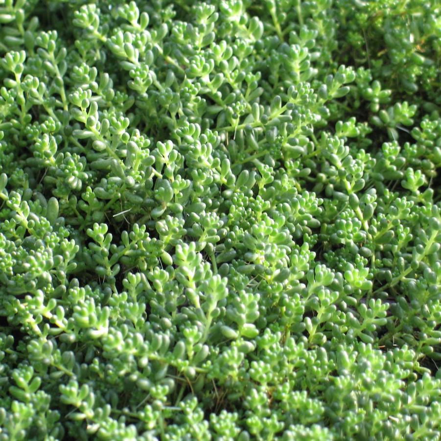 Sedum album chloroticum Baby Tears