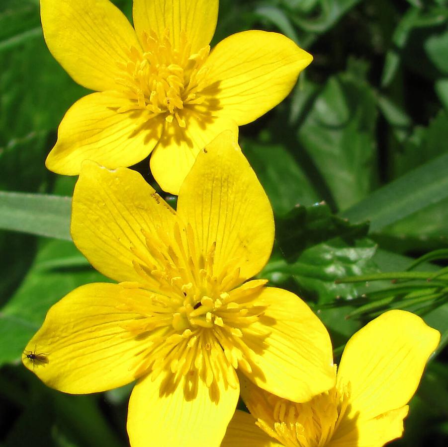 Caltha palustris 